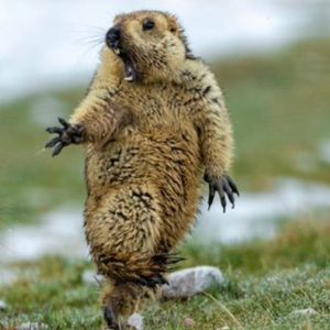 Meet your Posher, Emmanuel